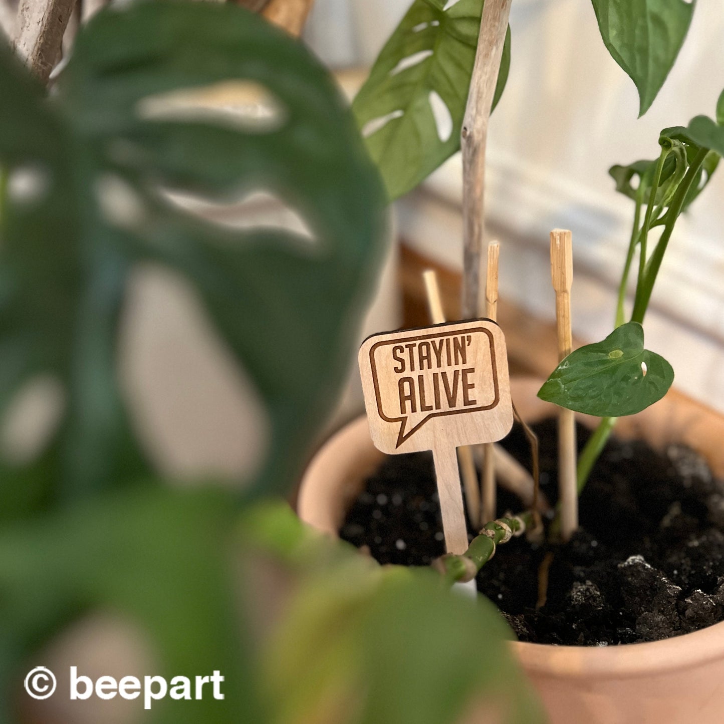 Funny Plant Stakes | Wooden Plant Markers with Cheeky Quotes – Set of 5, 10, 15 or 20