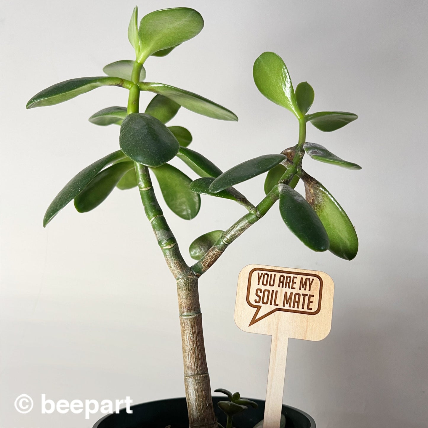 Wood plant sticks, funny plant stakes, wooden plant markers, plant quotes, indoor plant stakes